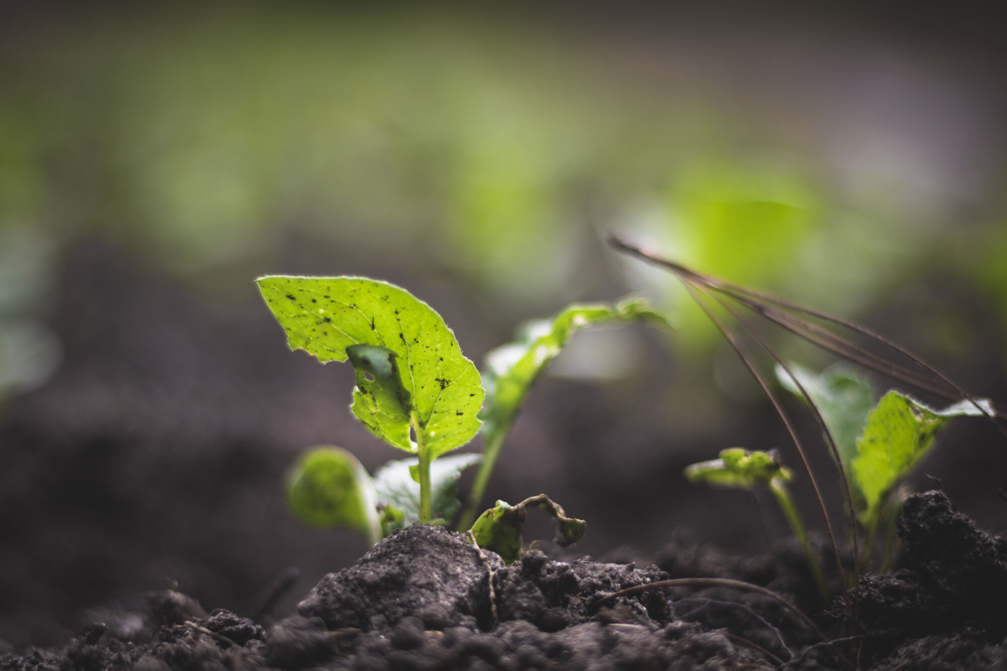La biodiversidad no es solo naturaleza; es alimento, supervivencia y futuro. En la COP16 en Colombia, We Effect y nuestros socios lucharon para proteger la biodiversidad de la que dependen los pequeños agricultores y las comunidades locales. A pesar de algunos avances importantes, aún faltaron decisiones sobre financiamiento y seguimiento, lo que hace que el camino a seguir sea desafiante. Foto: Philip Krook